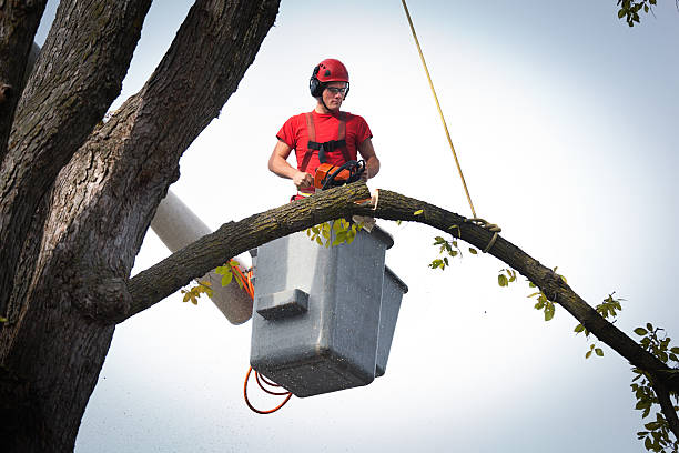 Reliable Sierra Madre, CA  Tree Services Solutions